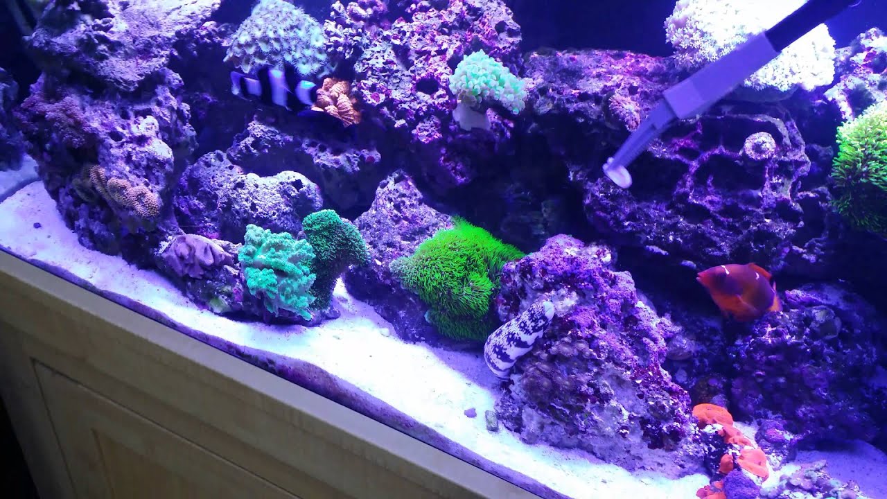 Feeding Snowflake Eel 90 Gallon Reef tank