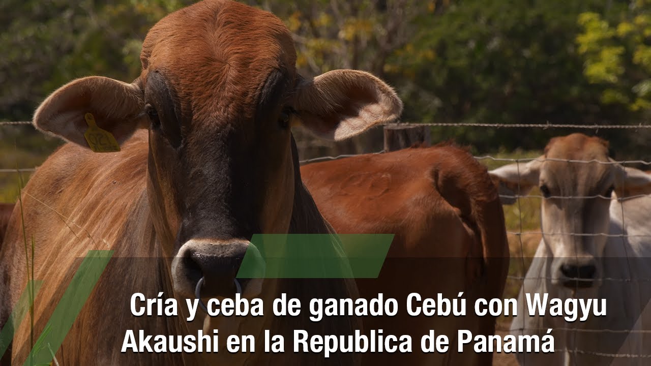 Cría y ceba de ganado Cebú con Wagyu Akaushi en Panamá- TvAgro por Juan Gonzalo Ángel Restrepo