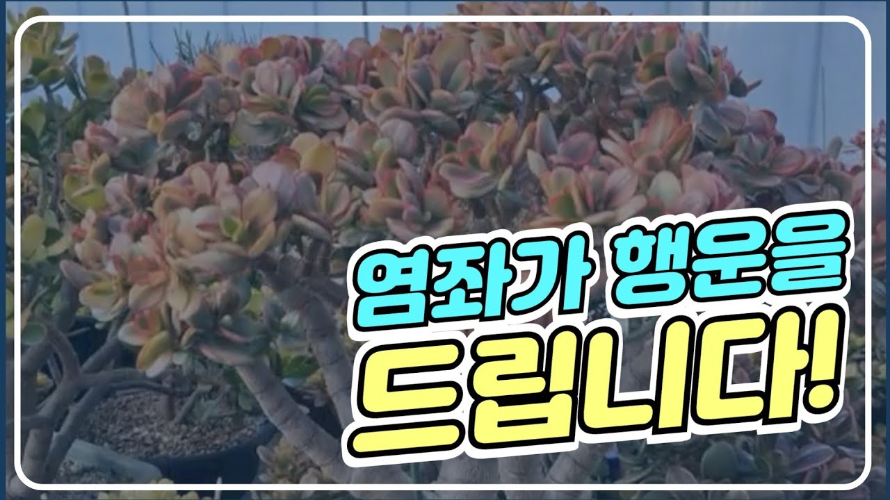 [2026]행운가득! 💚돈이들어오는 다육이! 💚꽃피는염좌! 💚서하리자연다육의 명품염좌 함께 눈호강 타임❤️❤️