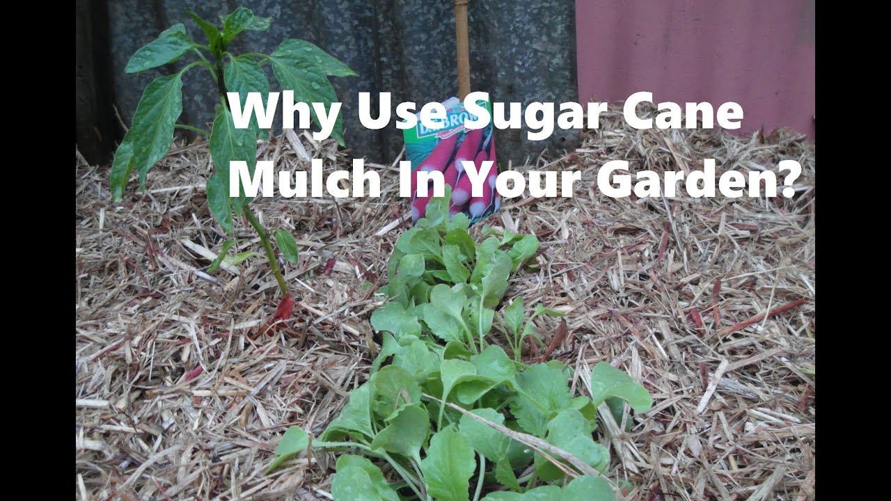 use sugar cane mulch in your garden