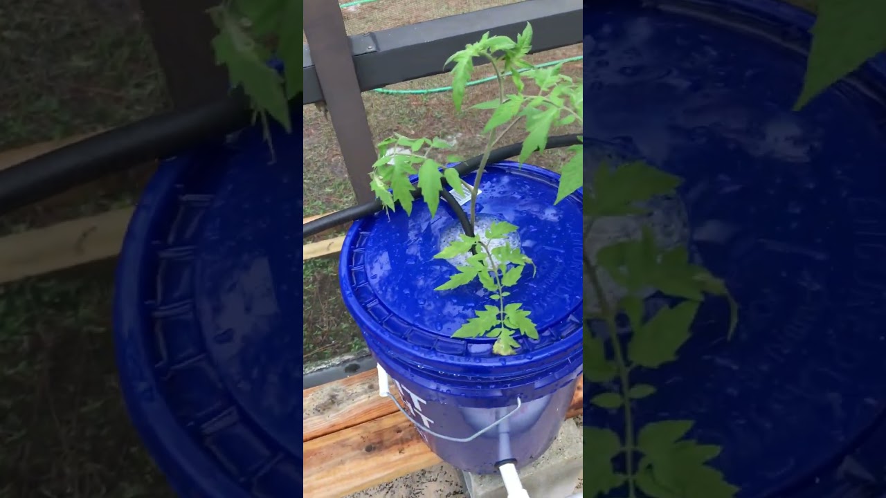 #shorts Hydroponic Dutch Buckets