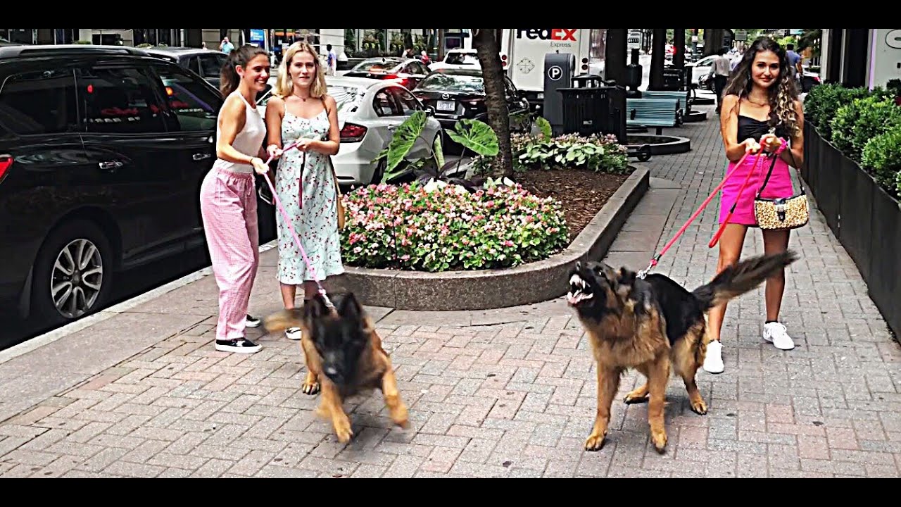 Protection dogs in action. Protecting owner and friends. OFF LEASH obedience