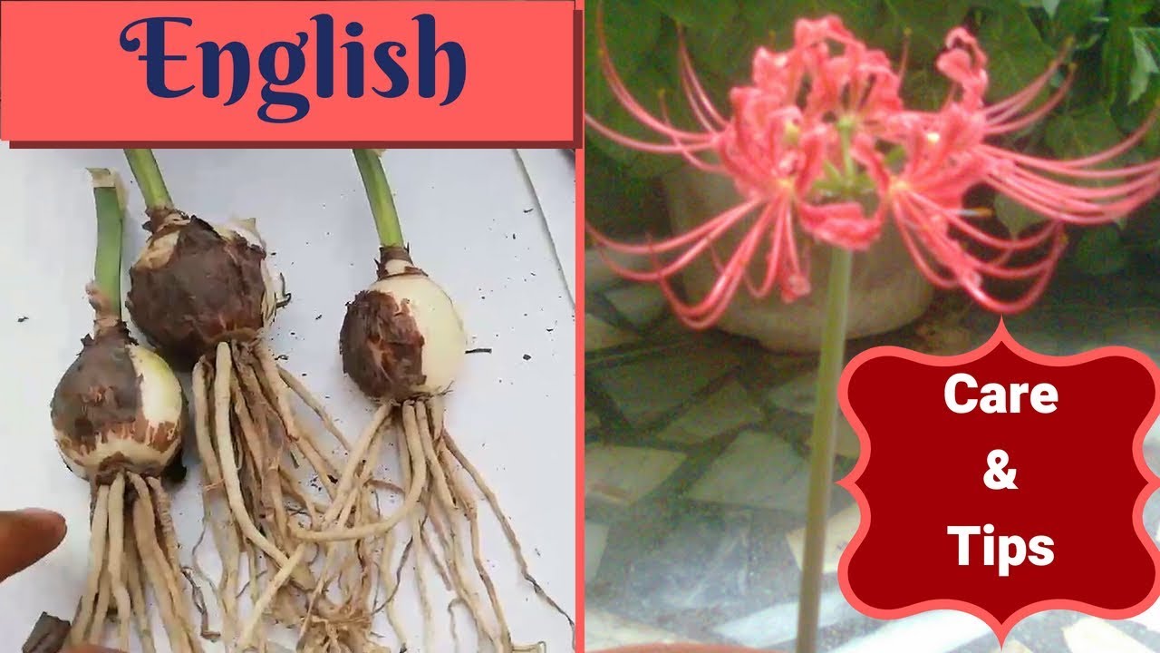 How to get flowers on Red Spider Lily - Lycoris Radiata with care and tips | Higanbana flowers