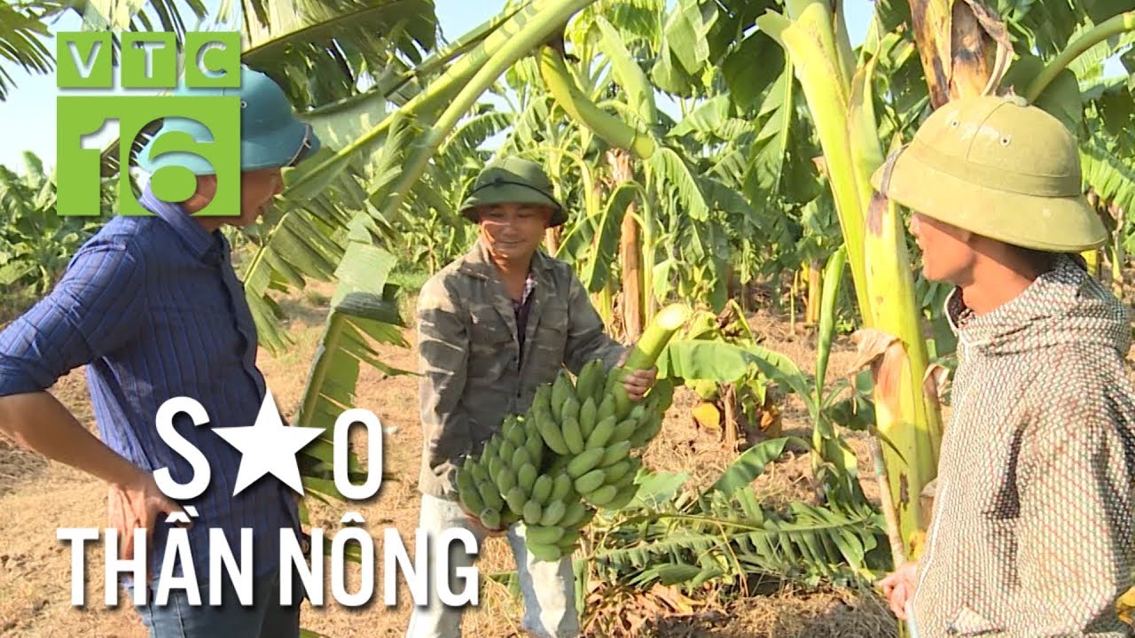 Trồng chuối xuất khẩu Trung Quốc, trai Hà Nội thu về 100 tỷ đồng  | VTC16