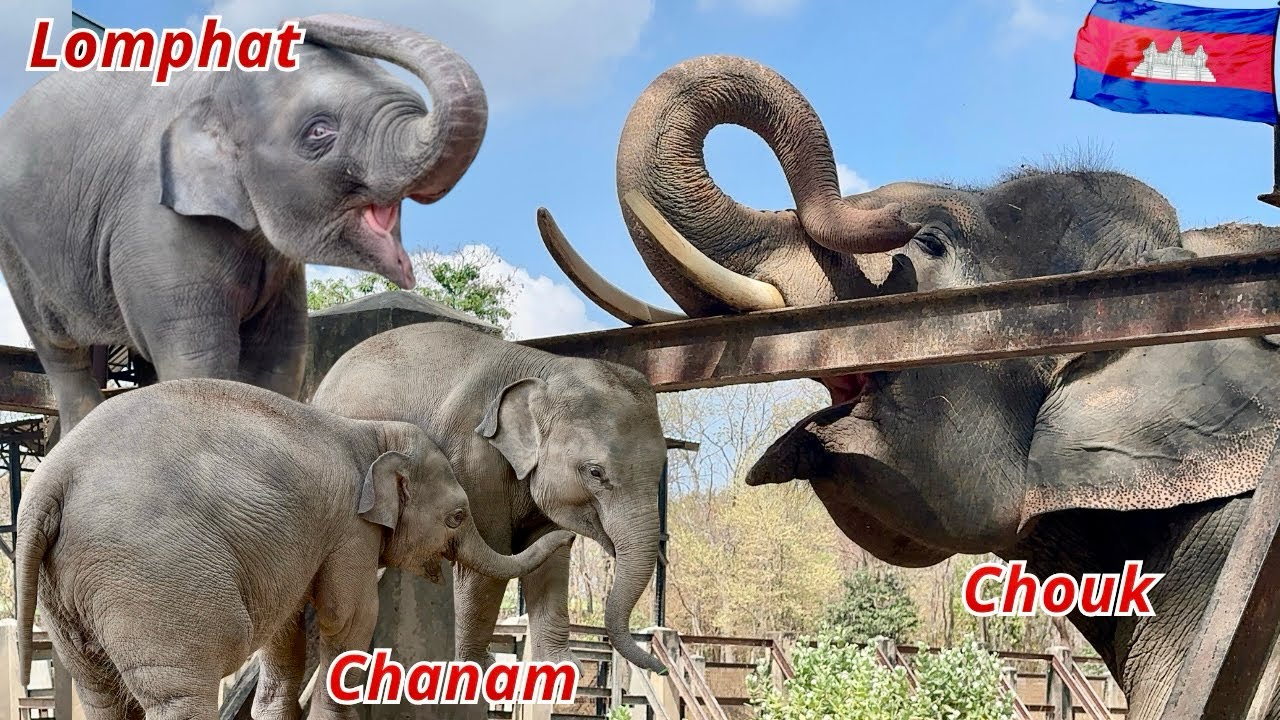 Baby Elephants Lumphat & Channam Meet Chhouk | Phnom Tamao Wildlife Rescue Center Cambodia