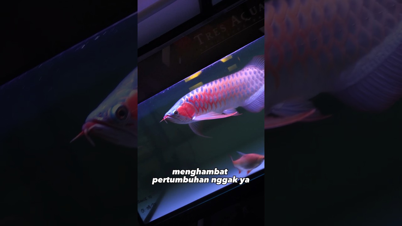 Apakah Tanning Arwana Super Red Menghambat Pertumbuhannya? 