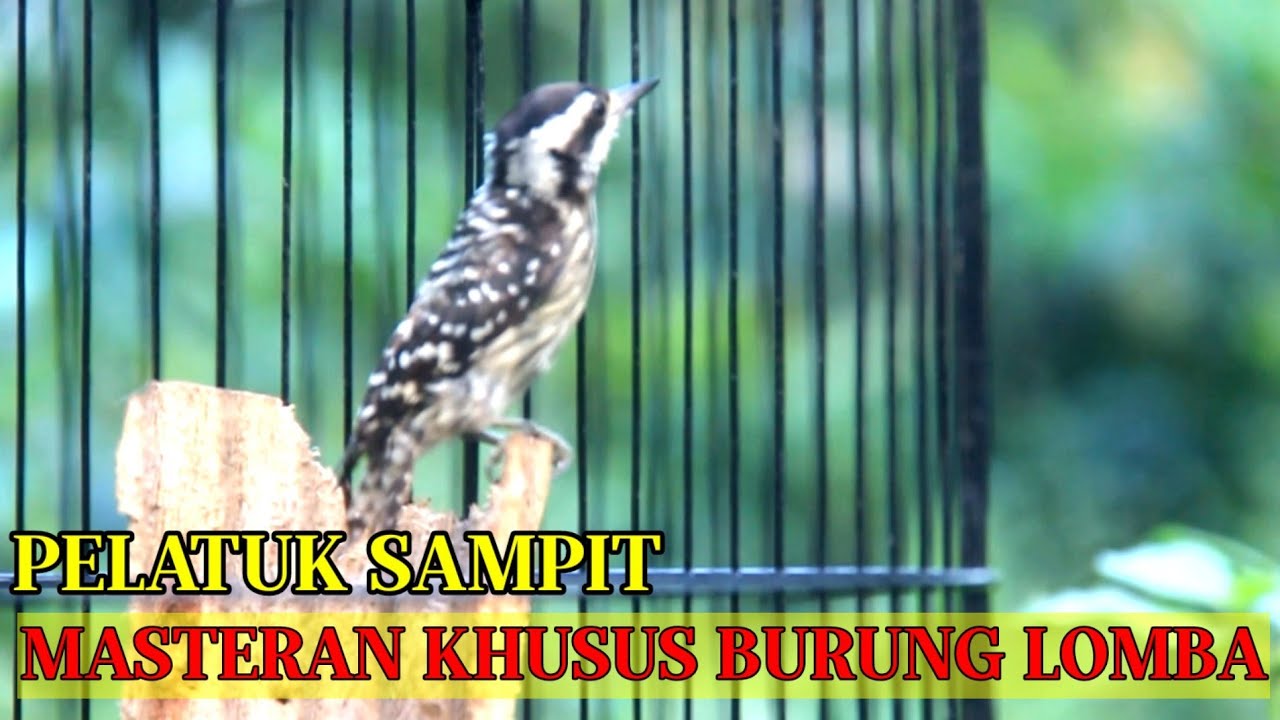 Masteran Pelatuk sampit Gacor | Pelatuk beras nembak panjang kasar ‼