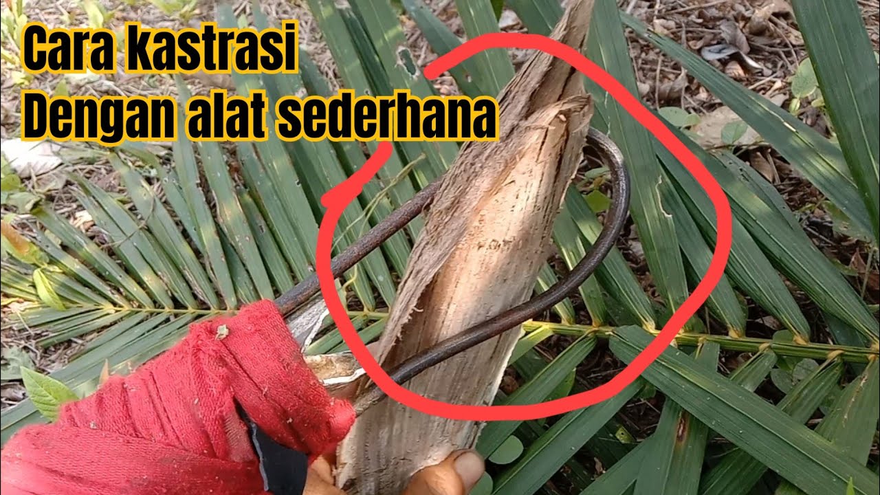Kastrasi ( buang Dompet sawit ) dengan alat sederhana || bibit sawit unggul
