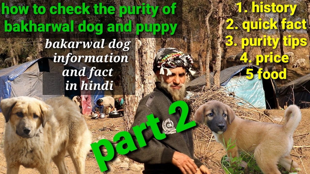 bakharwal dog fact and purity tips part 2 | how to check the purity of bakharwal dog|