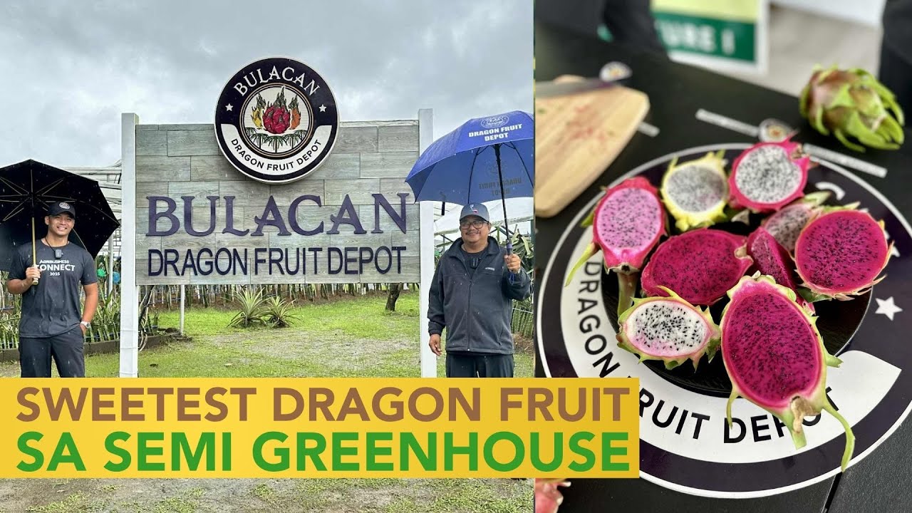Sweetest Dragon Fruit in the World Itinanim sa Semi Greenhouse Farm!