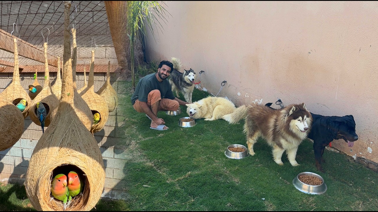 AJ Master Cage Main Nests Lga Diye😍Dogs ko Bhair Shift Kr Diya❤️