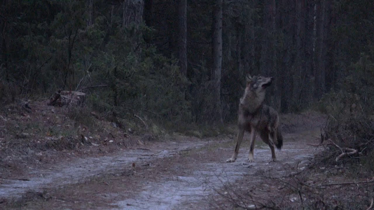 Nahbegegnung eines verletzten Wolfs mit einem Menschen
