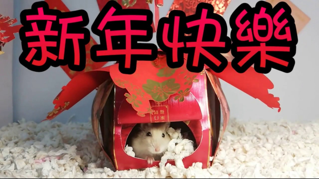 [DIY]Hamster Chinese New Year Playpen [DIY] 倉鼠華人新年遊樂園