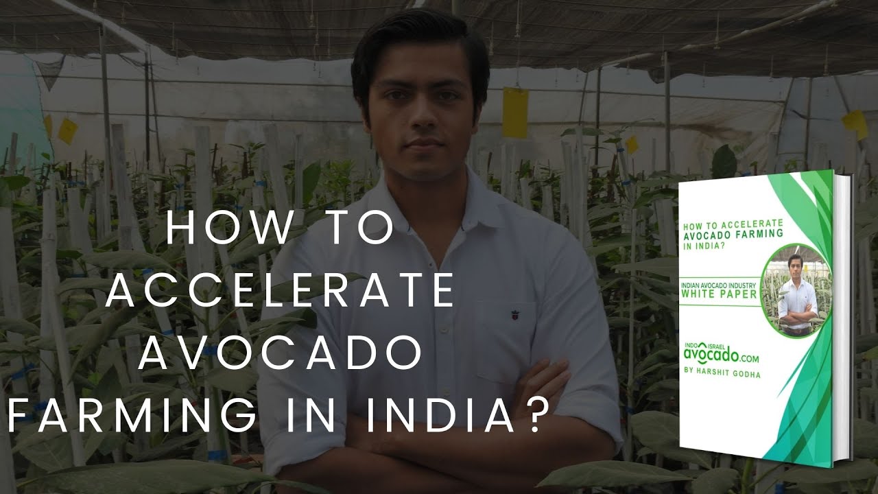 How to Accelerate Avocado Farming in India? | Indo Israel Avocado Vlog #13 6268643227