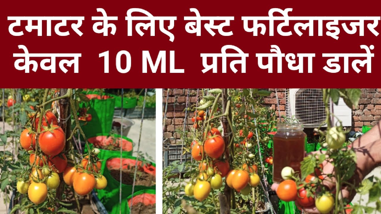 टमाटर तोड़ते तोड़ते थक जाओगे। केवल 10 ML प्रति पौधा डाले। टमाटर के लिए बेस्ट फर्टिलाइजर #fertilizer 