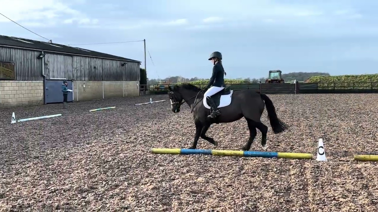 Daisy - Trefynys Sapphire - Class 3 - January 