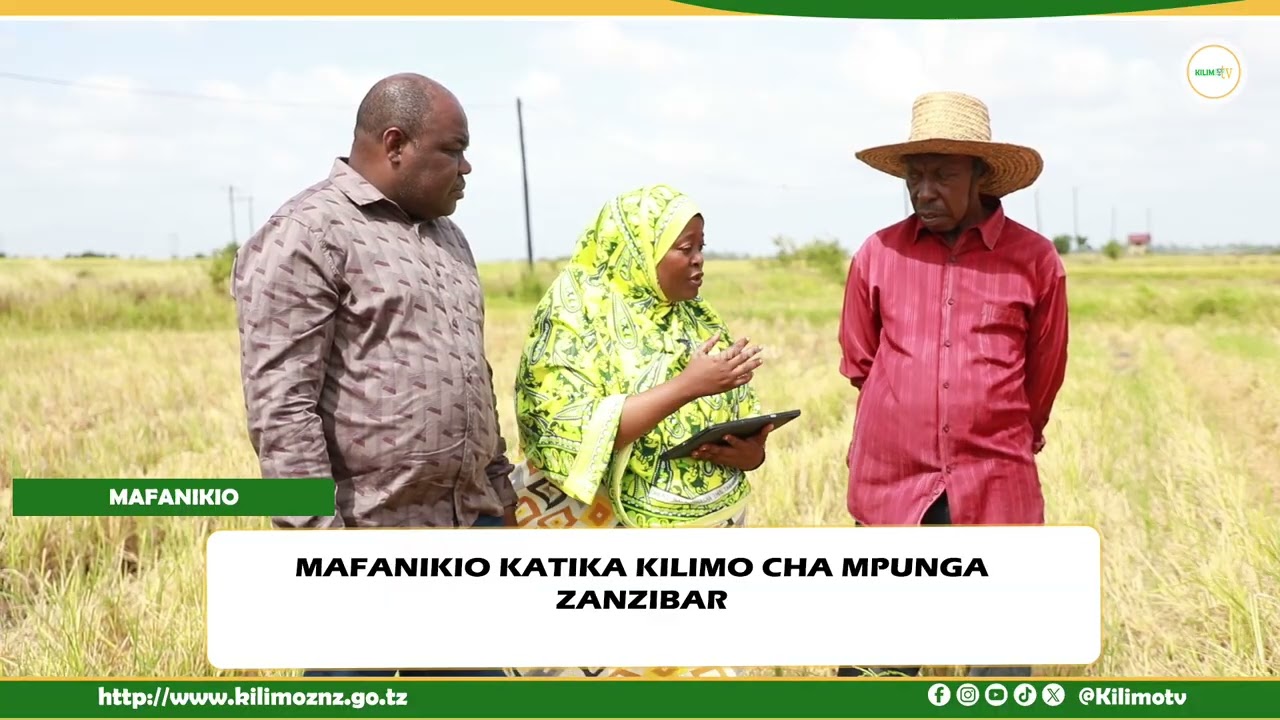 Namna Kilimo cha Mpunga Kinavyobadilisha Maisha ya Wakulima wa Zanzibar