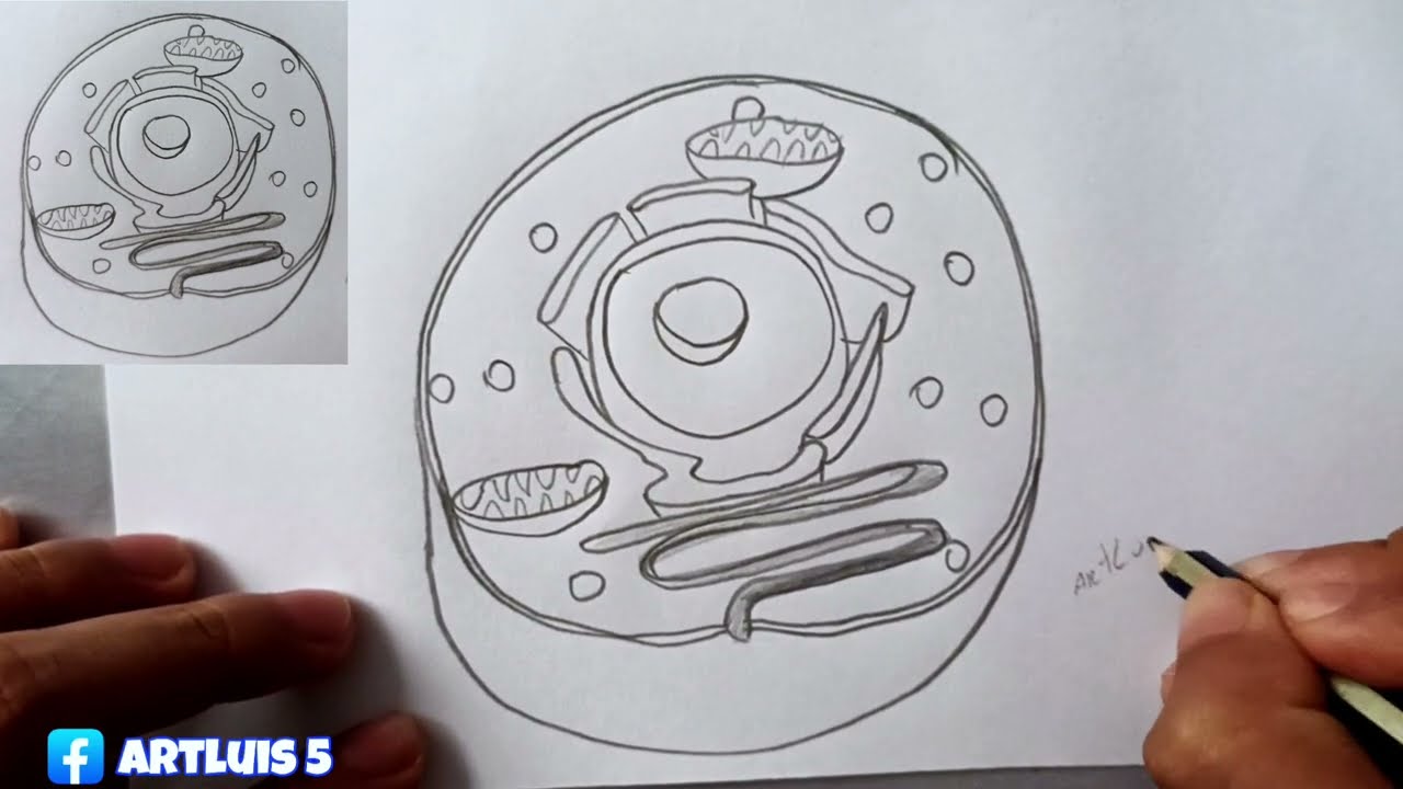 Comment dessiner une cellule animale et ses parties (lis la description)