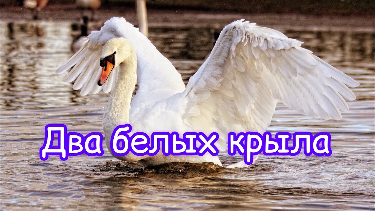 Два белых крыла 🎵🕊️очень красивый псалом ✨ christian song🎵🕊️ two white wings🤍.