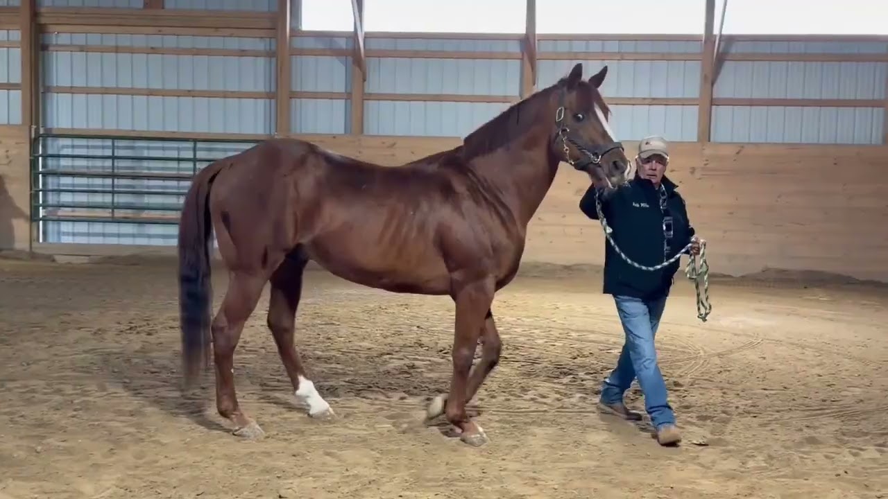 Uptowncharlybrown Stallion Show Jan 2026