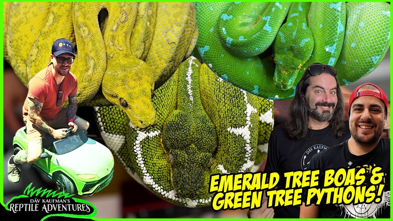 TOURING THE MOST INSANE REPTILE ROOM! Emerald Tree Boas and Green Tree Pythons Galore!