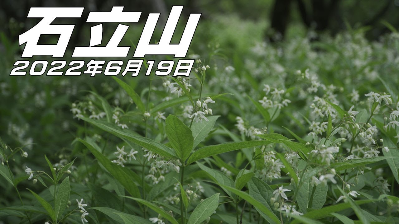 【登山】石立山　イシダテクサタチバナに会いに　2022年6月19日（高知県/徳島県）【登山　高知】【登山　四国】