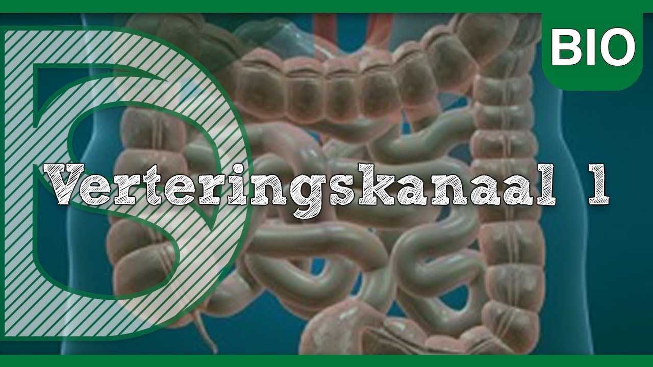 Examen biologie - Verteringskanaal, deel 1 (Voeding en vertering)