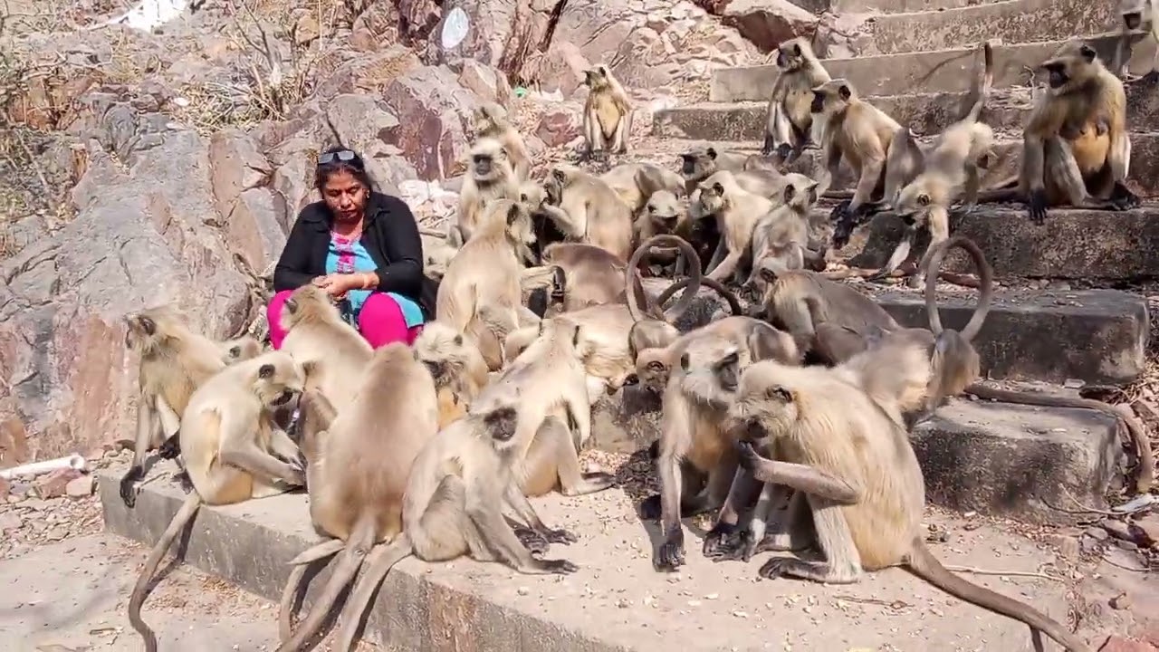 Monkey's treat @brij-vlogs-757.