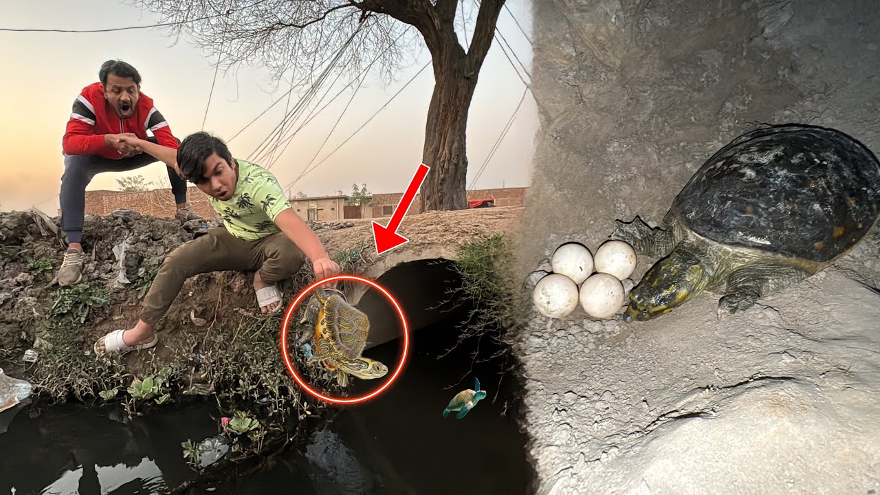 Turtle Or Eggs Ko Rescue Kr Lia 🐢 Happy 😍