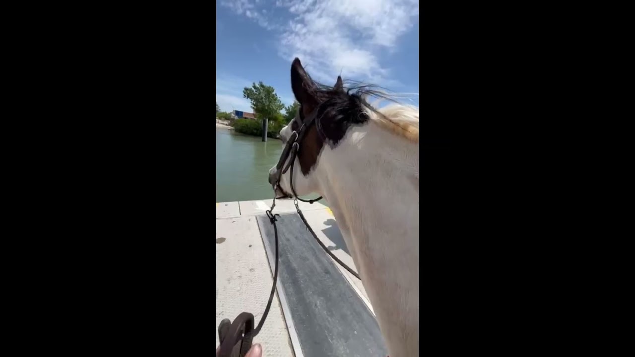 Camargue 2025