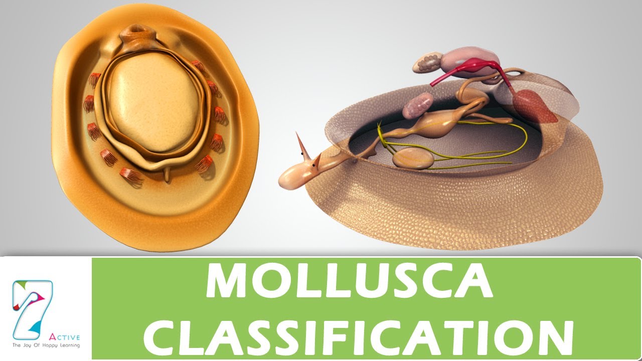 MOLLUSCA CLASSIFICATION