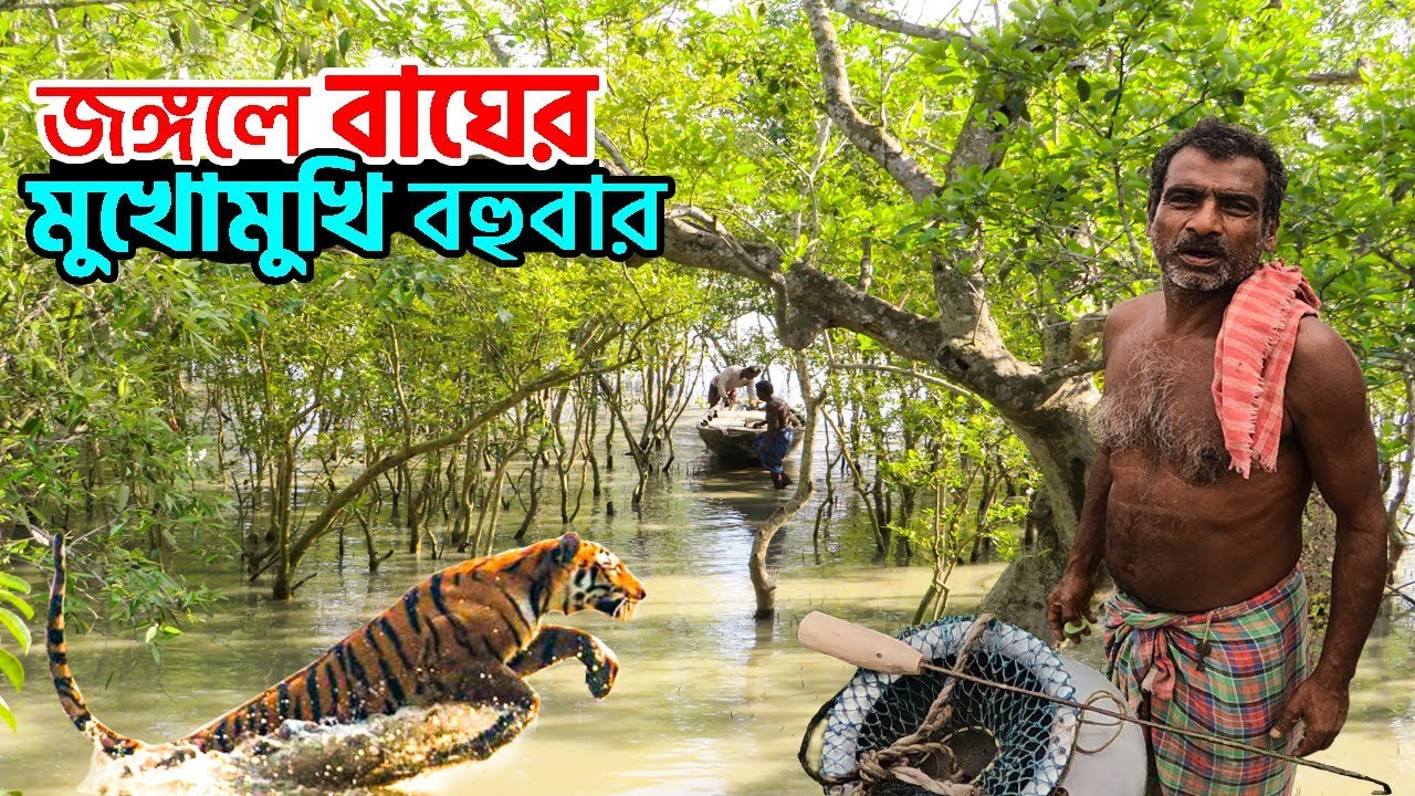 বাঘ মনে করলে সারাদিন হাঁটতে থাকে আবার শুয়েও থাকে সারাদিন | মরিচঝাঁপি | wildlife Safari | tiger zone
