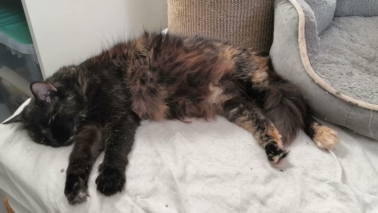 Kuscheli the Tortoiseshell Cat Sleeping & Stretching 🐾💤