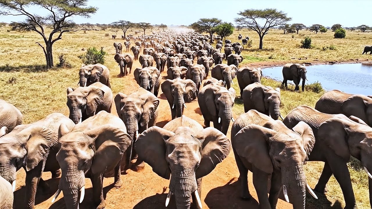 A Relaxing Walk on an African Safari: Lions, Leopards, African Elephants