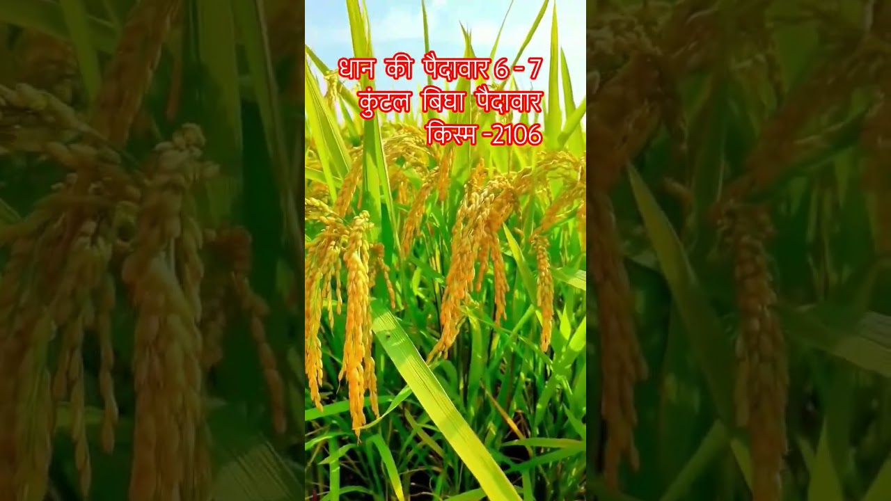 Dhan Ki Top Variety #agro #aghori #garden #farming #dhan #dhanush