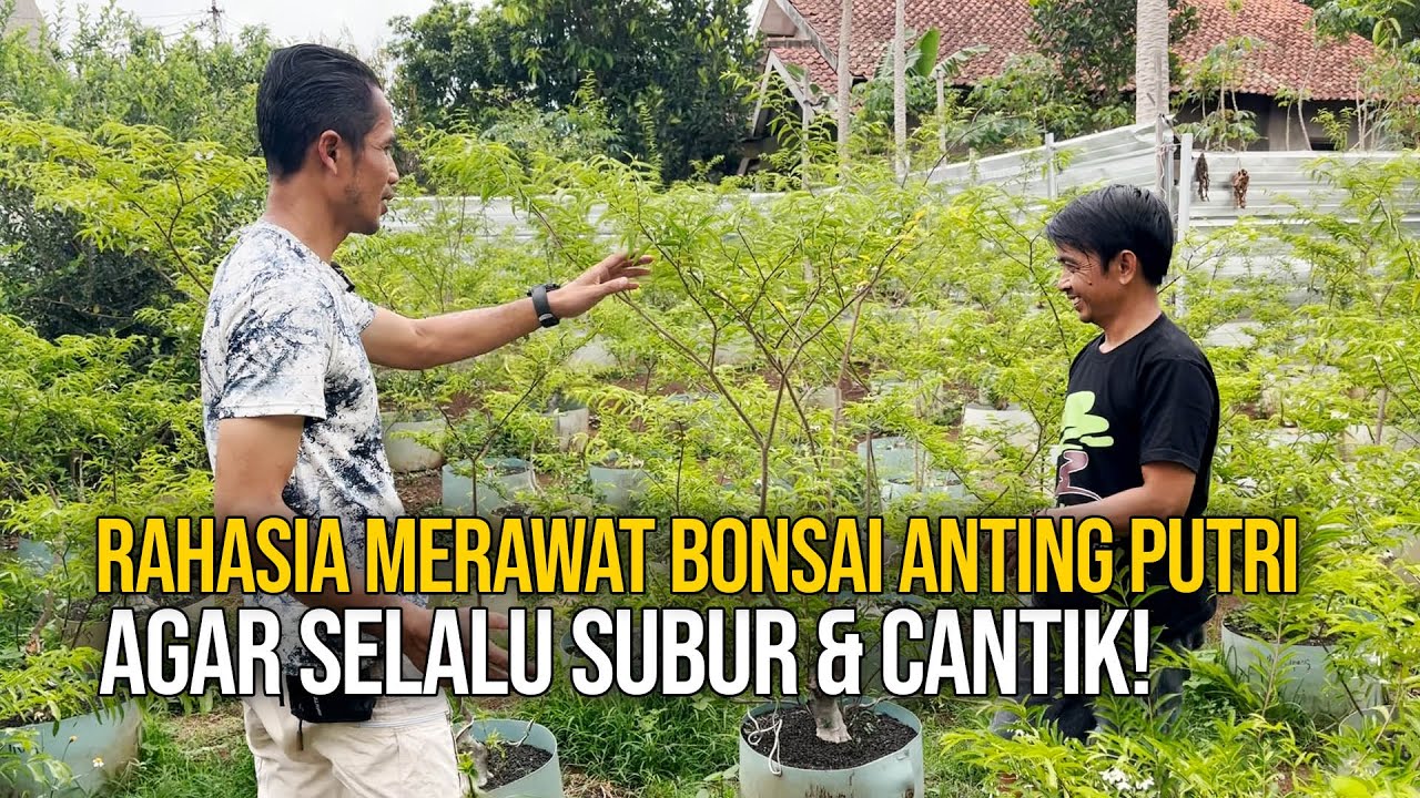 Merawat Bonsai Anting Putri: Rahasia Tumbuh Subur dan Indah!