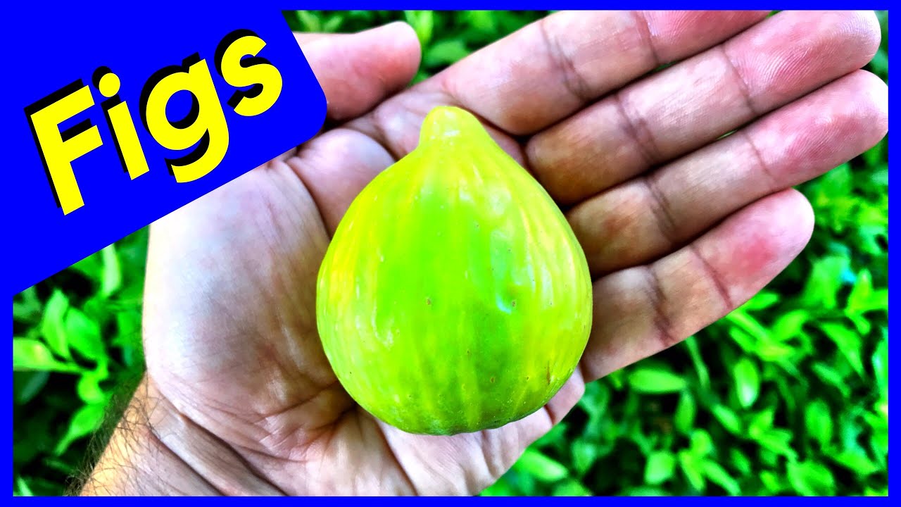 Kadota Fig Tree Production (Delicious Taste)