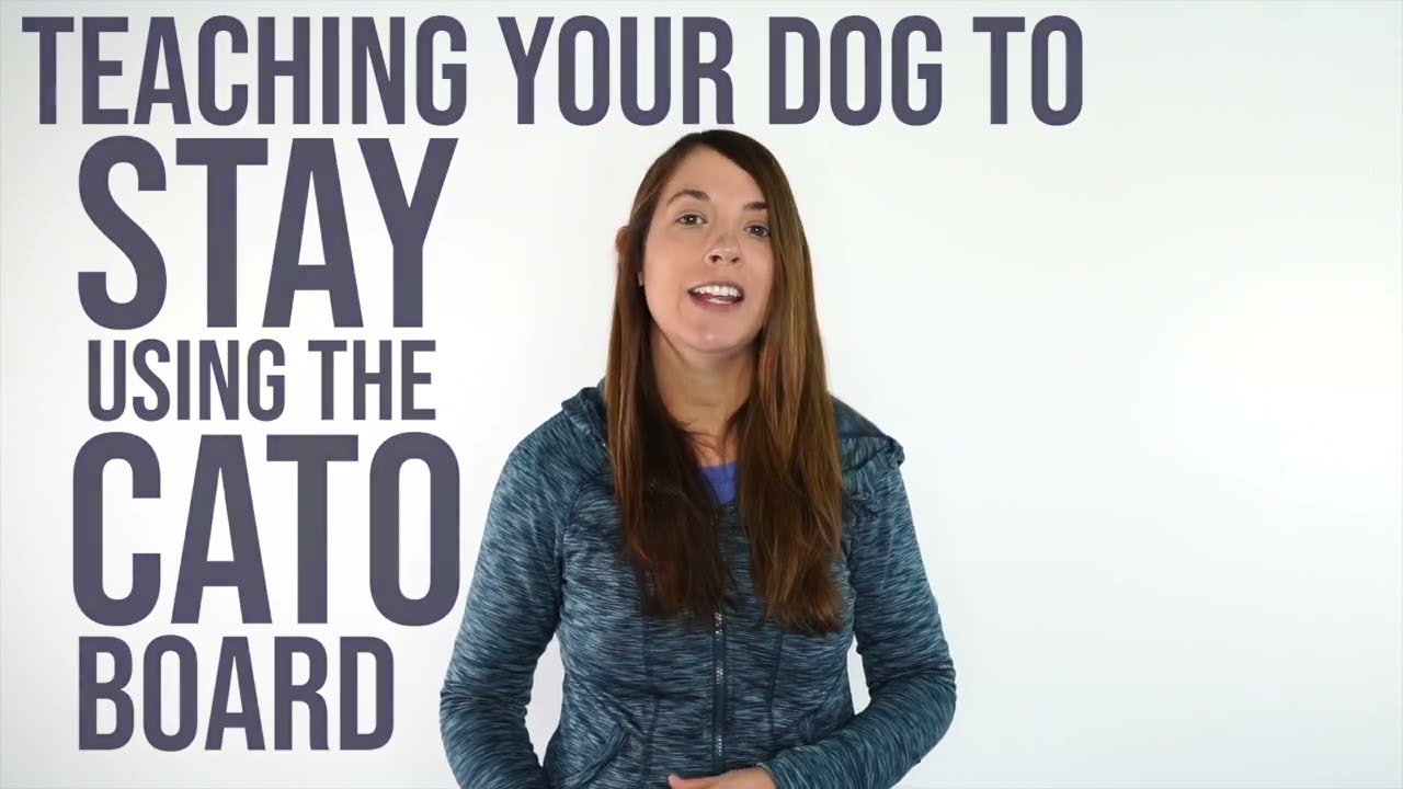 Teach your dog to STAY using Cato Boards!