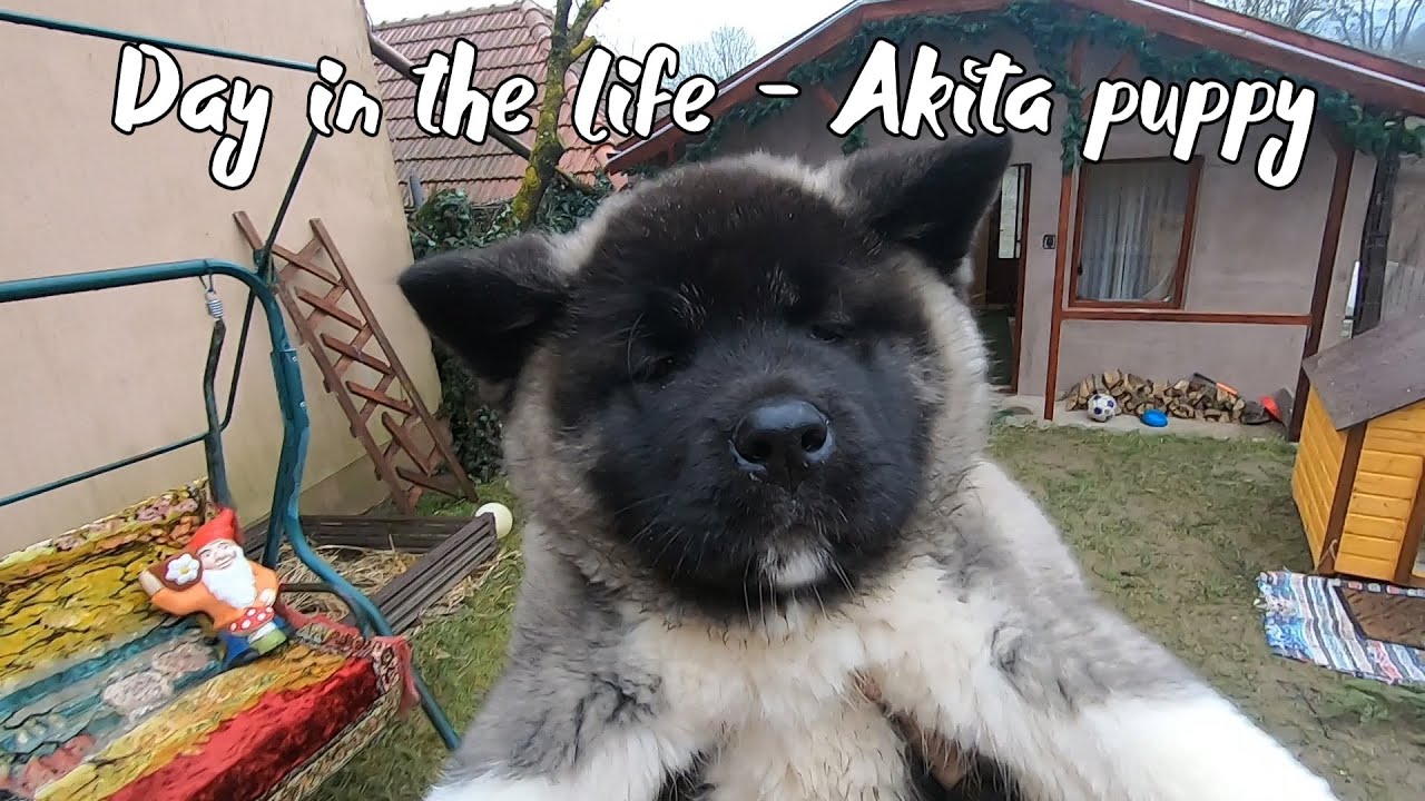 Life with an American Akita puppy! Our daily routine with a 10 weeks old Akita