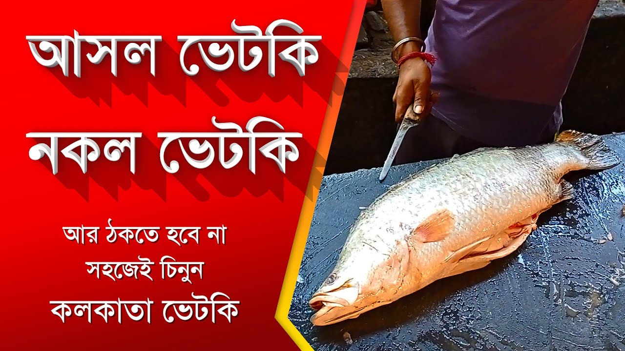 আসল কলকাতা ভেটকি চেনার সহজতম উপায়! আর ঠকবেন না  | The easiest way to know real Kolkata Vetki /Vetki