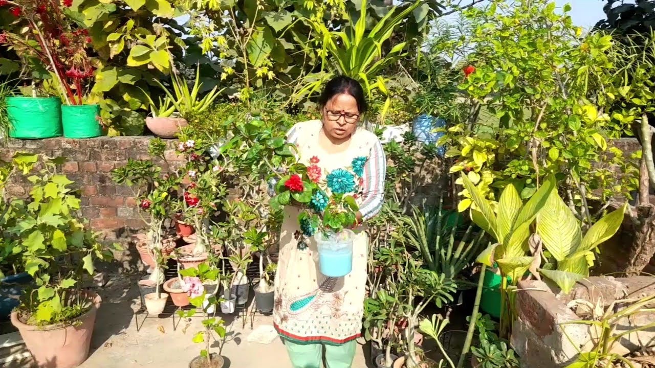 5 तरह के कलर रॉकतोजावा गडैल की केयर कैसे करें #hybridhibiscus #maacreativekitchengarden