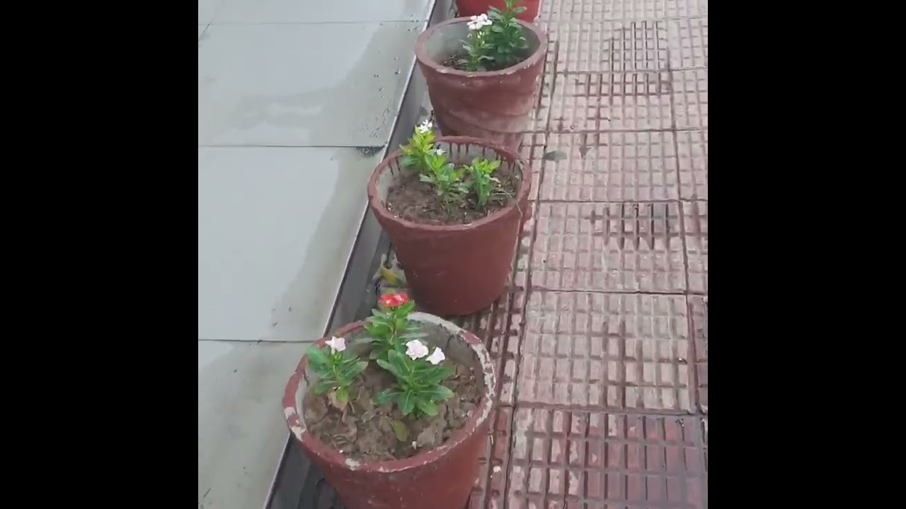 school campus environment day