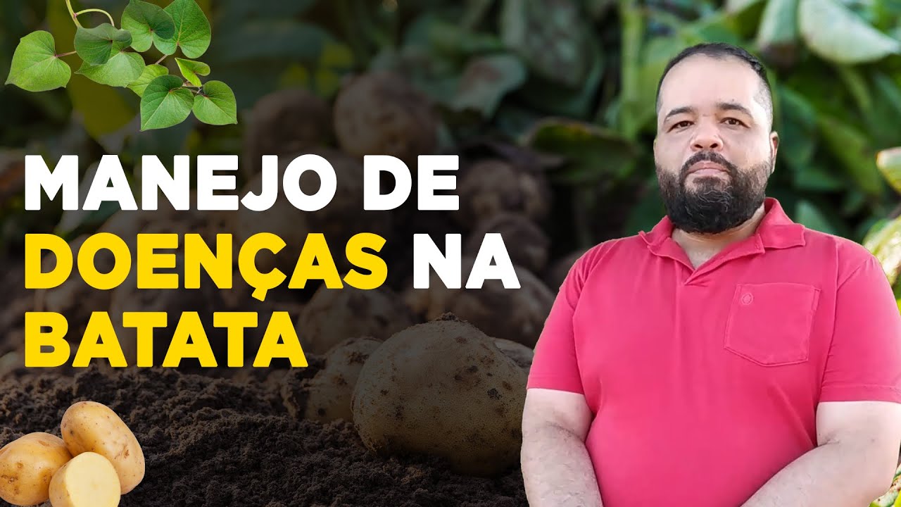 Principais Doenças da Batata e Como Combatê-las no Campo