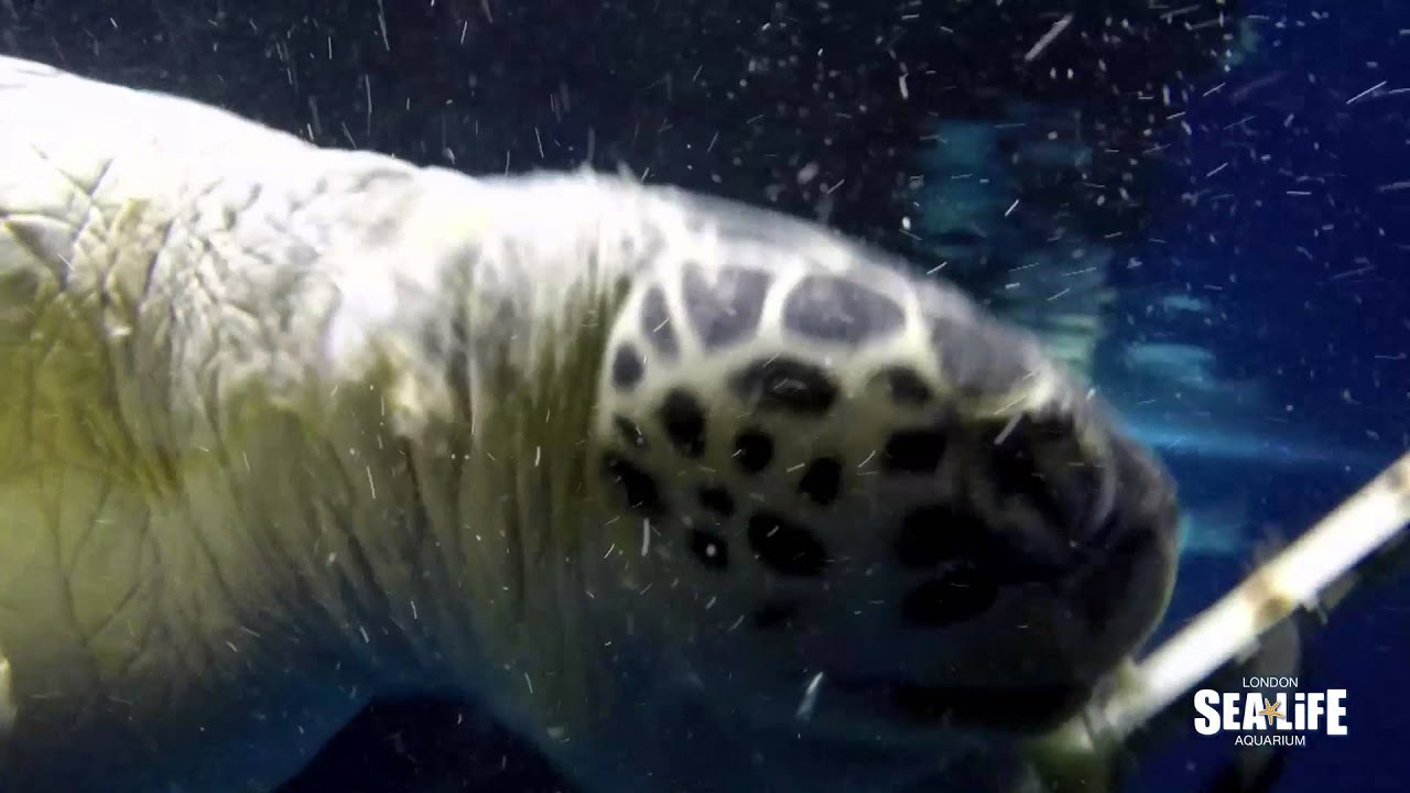 Come face to face with Green sea turtles at SEA LIFE London Aquarium!