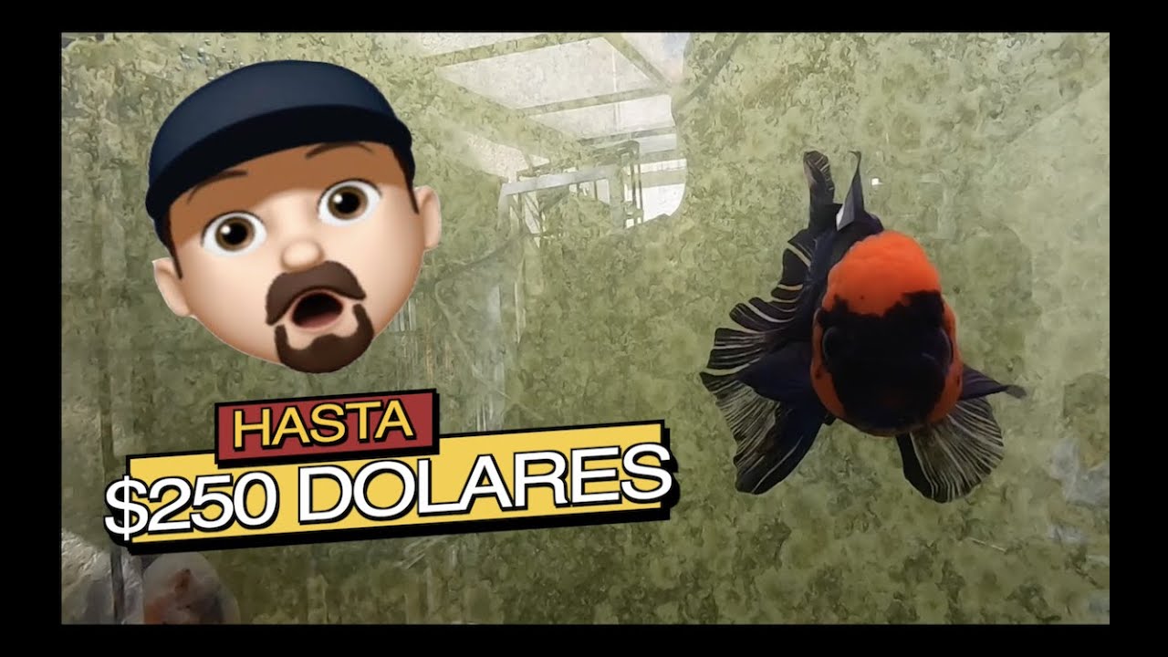 LOS GOLDFISH MAS COSTOSOS Y RAROS||||||😱🐡🐡🐡