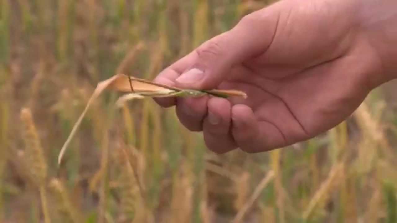 MPCN: Copper & Frost relationship investigated