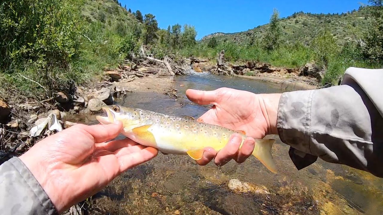 I fished the WORST fly rod combo you can buy and THIS HAPPENED!!