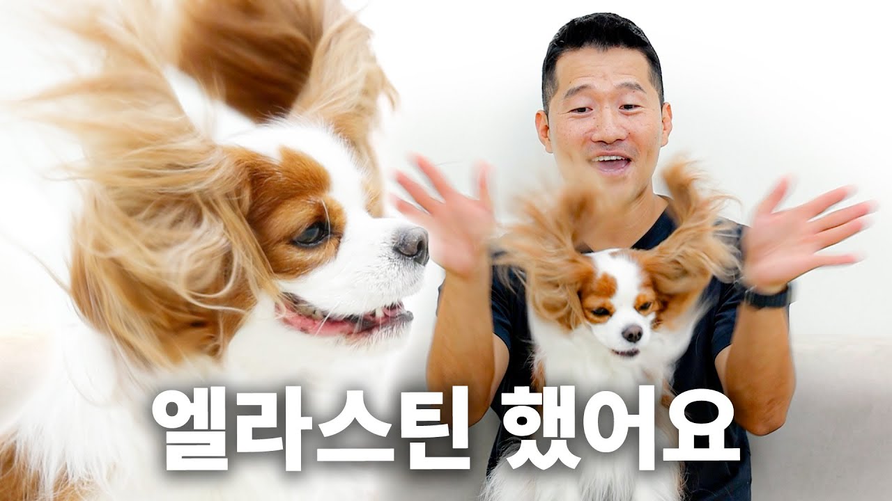 귀털 자르면 안 되세요. 얼마나 소중한 건데. | 견종백과 카발리에 킹 찰스 스파니엘편