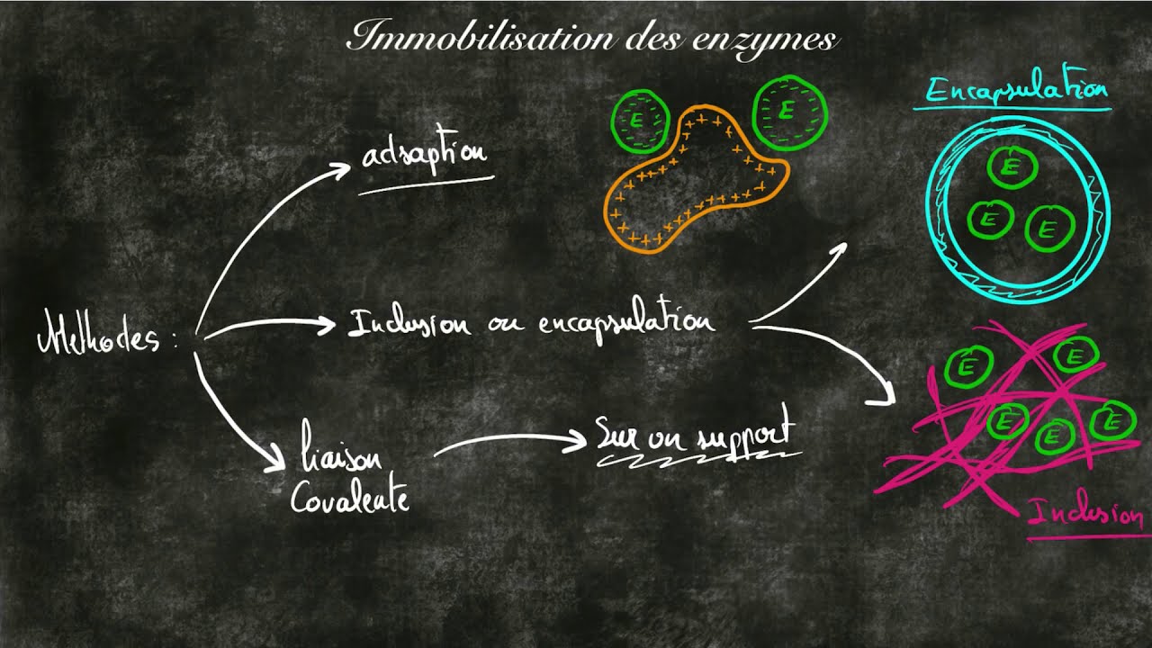 Techniques d'immobilistation des enzymes