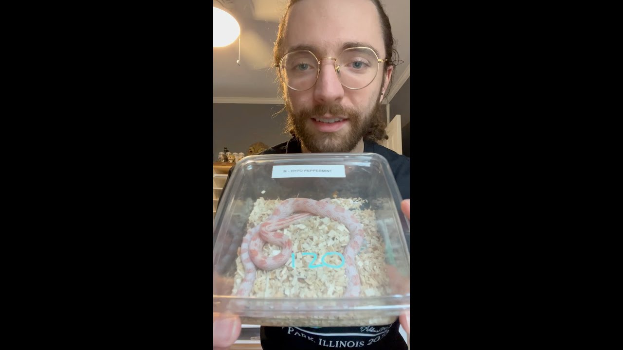 NARBC Tinley Park **QUADRUPLE** Unboxing!!